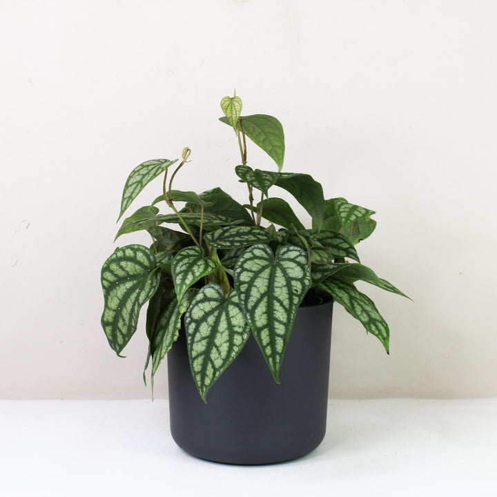Piper Sylvaticum M / Topf anthrazit Foliage Dreams
