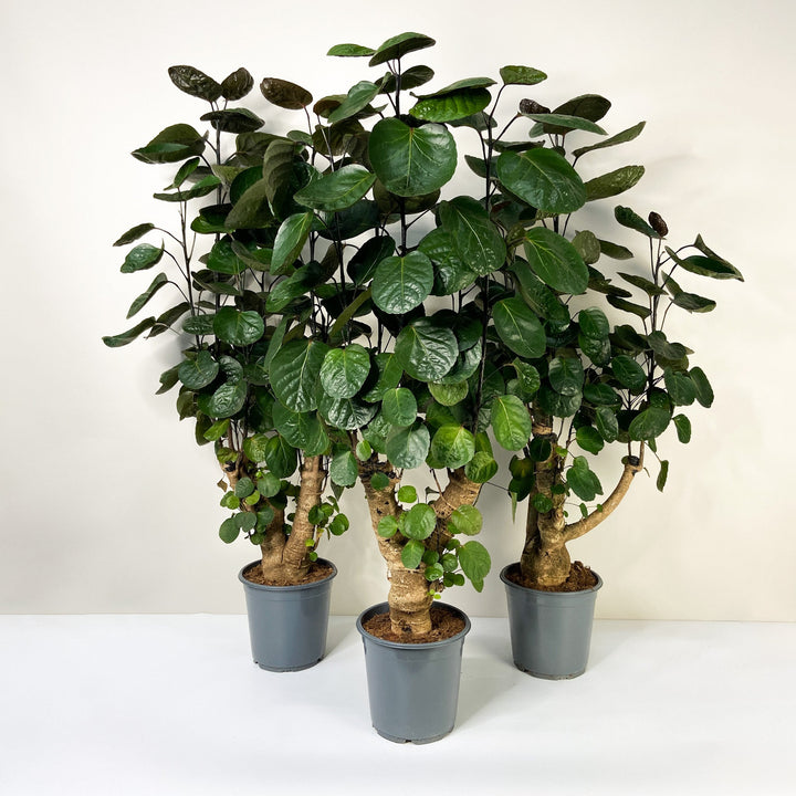 Polyscias Fabian Foliage Dreams