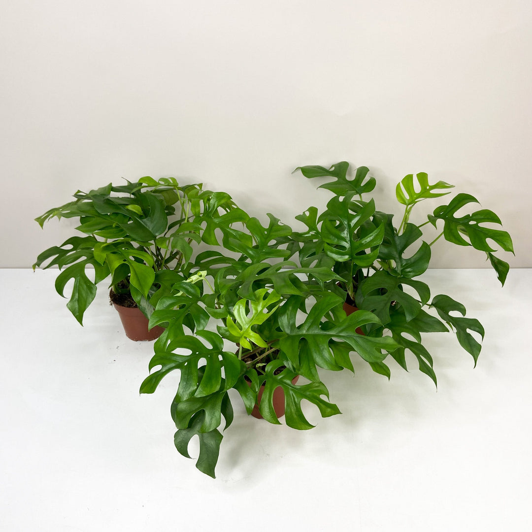 Rhaphidophora Tetrasperma (Monstera Minima) Foliage Dreams