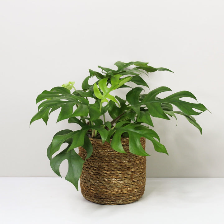 Rhaphidophora Tetrasperma (Monstera Minima) M / Korb braun Foliage Dreams