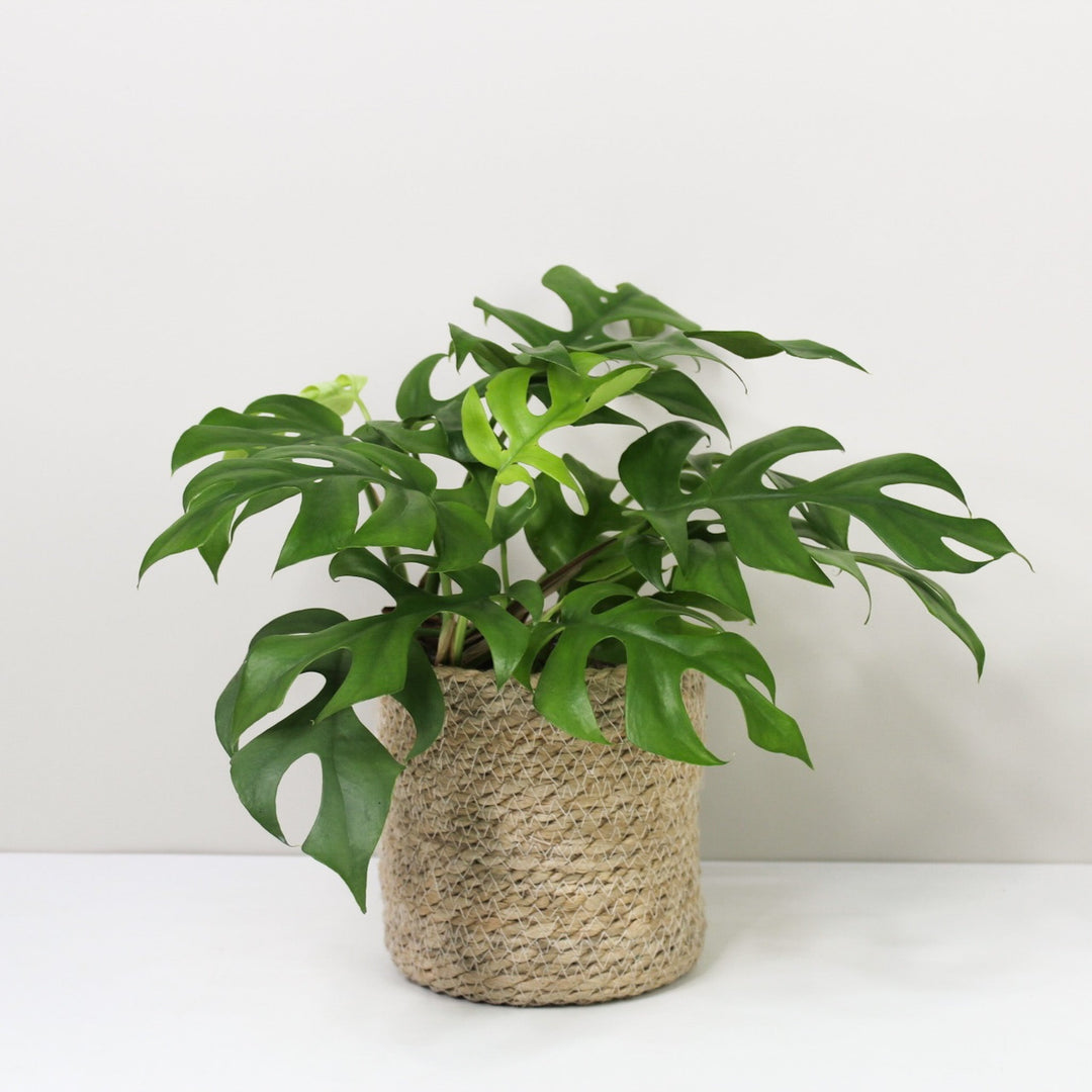 Rhaphidophora Tetrasperma (Monstera Minima) M / Korb creme Foliage Dreams