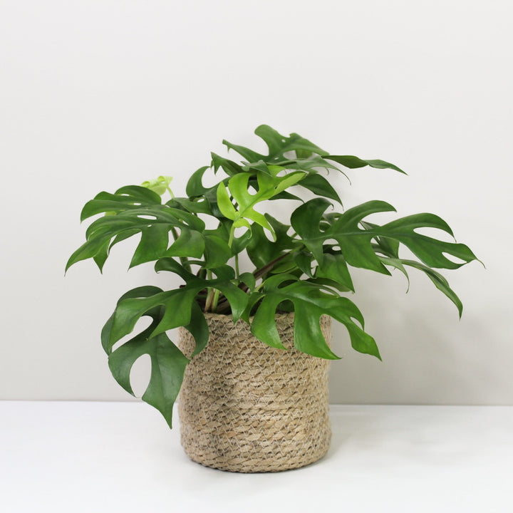 Rhaphidophora Tetrasperma (Monstera Minima) M / Korb creme Foliage Dreams