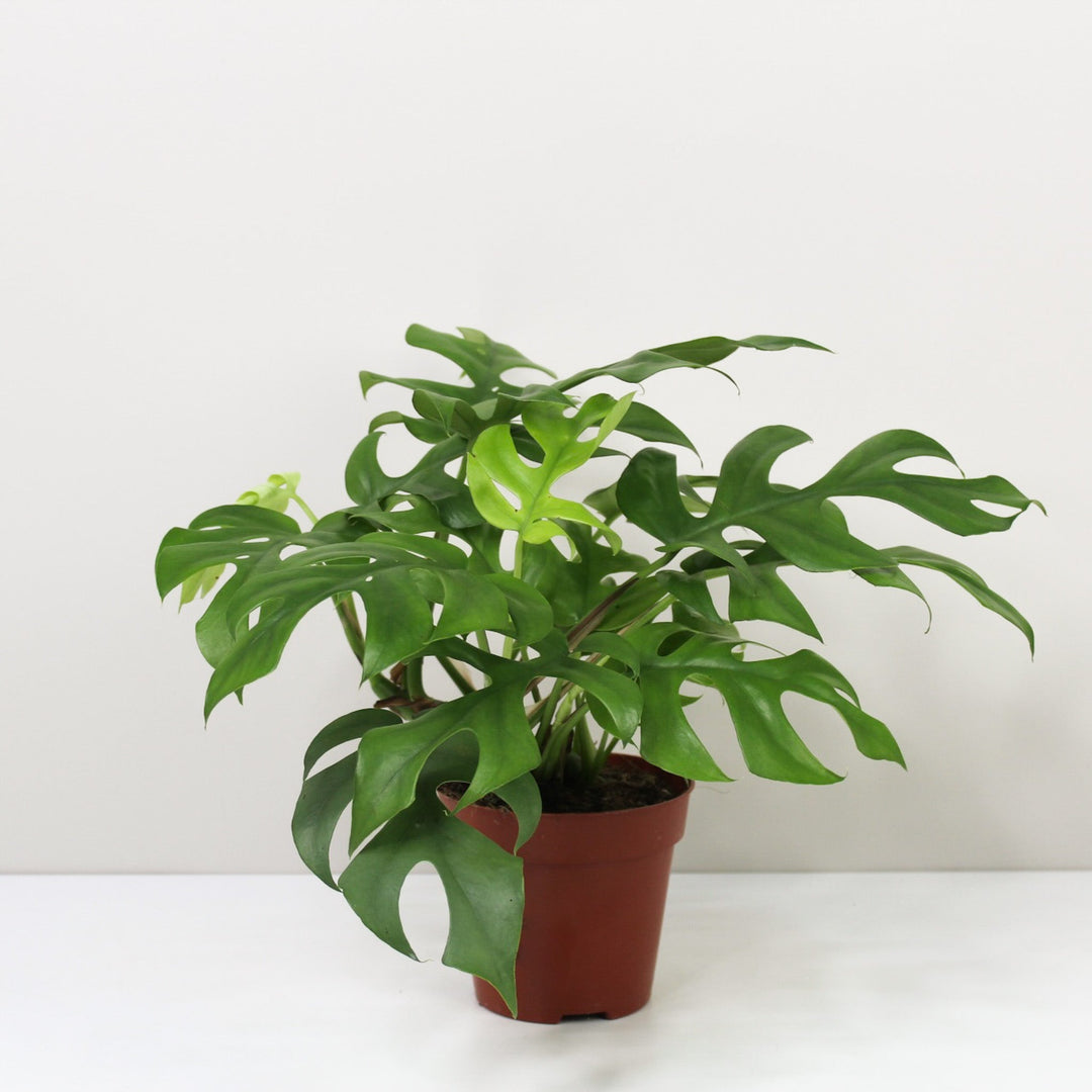 Rhaphidophora Tetrasperma (Monstera Minima) M / ohne Übertopf Foliage Dreams