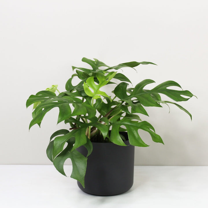 Rhaphidophora Tetrasperma (Monstera Minima) M / Topf anthrazit Foliage Dreams