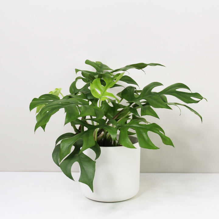 Rhaphidophora Tetrasperma (Monstera Minima) M / Topf weiß Foliage Dreams