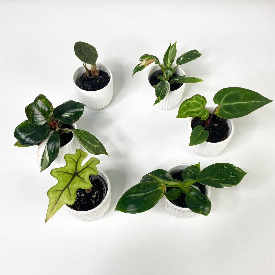 Sad Plant Surprise Bundle - Babypflanzen Foliage Dreams