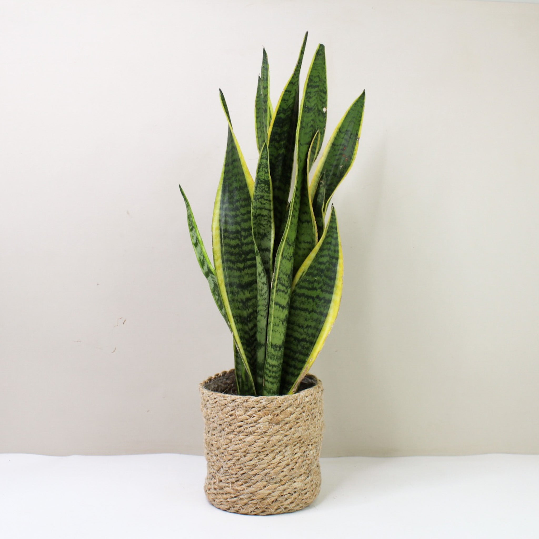 Sansevieria Futura Superba (Bogenhanf) – Foliage Dreams