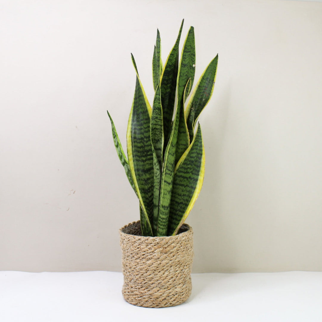 Sansevieria Futura Superba (Bogenhanf) L Foliage Dreams