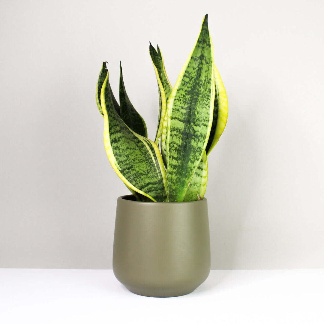 Sansevieria futura superba Foliage Dreams