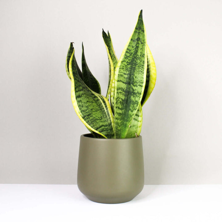 Sansevieria futura superba Foliage Dreams