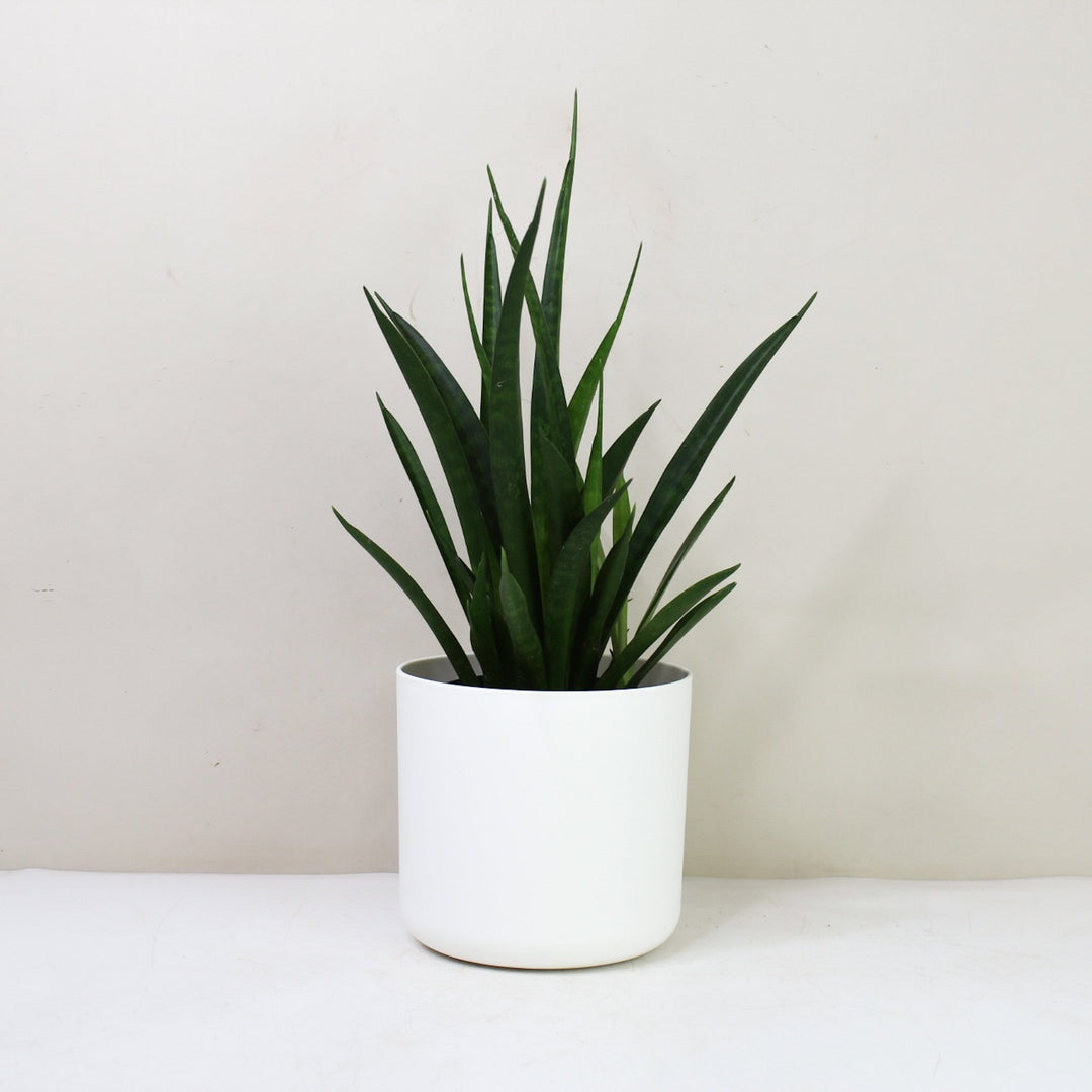 Sansevieria Kirki Friends Foliage Dreams