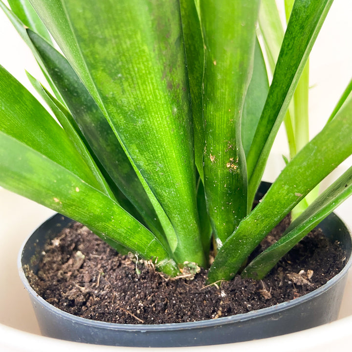 Sansevieria Kirkii 'Friends' (Bogenhanf) Foliage Dreams
