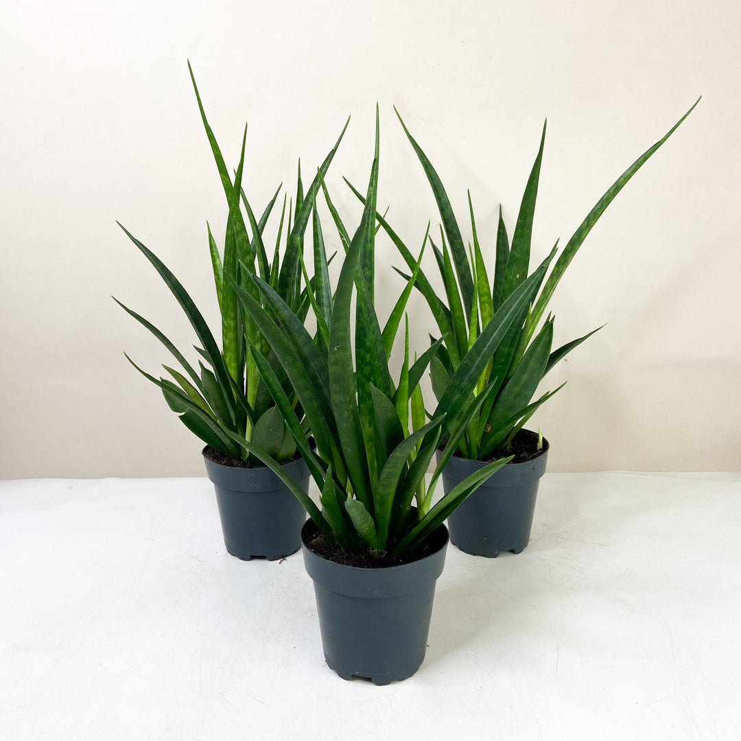 Sansevieria Kirkii 'Friends' (Bogenhanf) Foliage Dreams