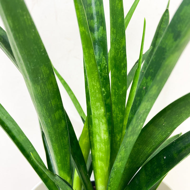 Sansevieria Kirkii 'Friends' (Bogenhanf) Foliage Dreams