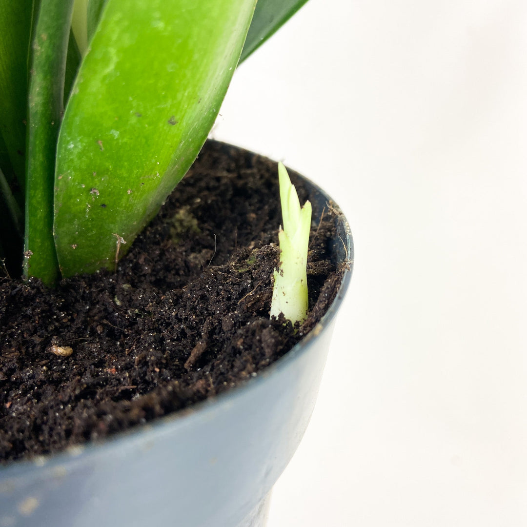 Sansevieria Kirkii 'Friends' (Bogenhanf) Foliage Dreams