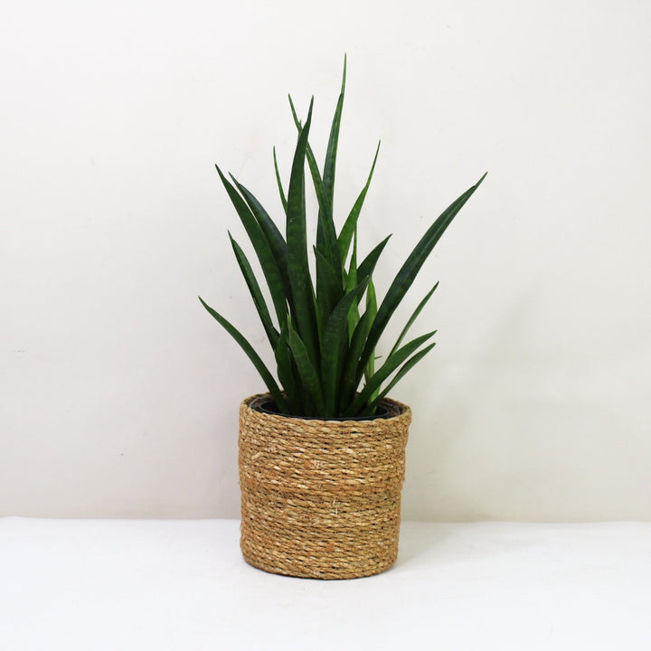 Sansevieria Kirkii 'Friends' (Bogenhanf) M / Korb braun Foliage Dreams