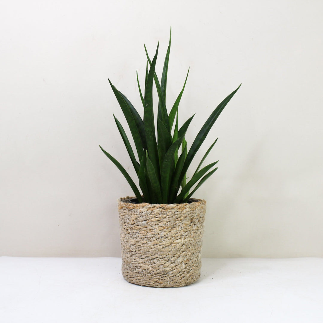 Sansevieria Kirkii 'Friends' (Bogenhanf) M / Korb creme Foliage Dreams