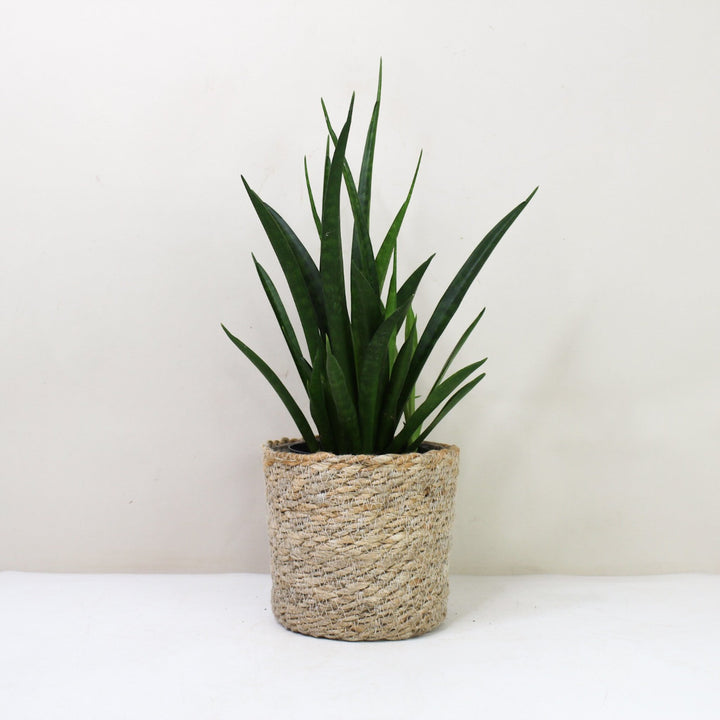 Sansevieria Kirkii 'Friends' (Bogenhanf) M / Korb creme Foliage Dreams