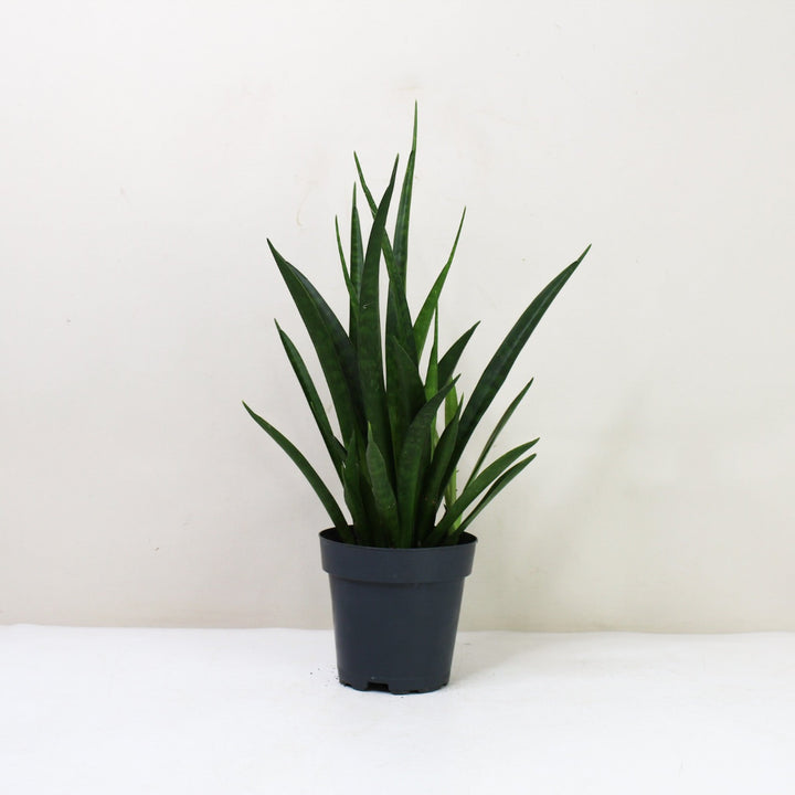 Sansevieria Kirkii 'Friends' (Bogenhanf) M / ohne Übertopf Foliage Dreams