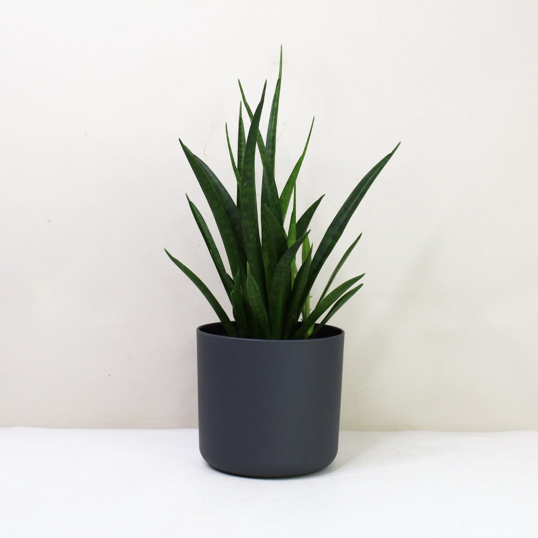 Sansevieria Kirkii 'Friends' (Bogenhanf) M / Topf anthrazit Foliage Dreams