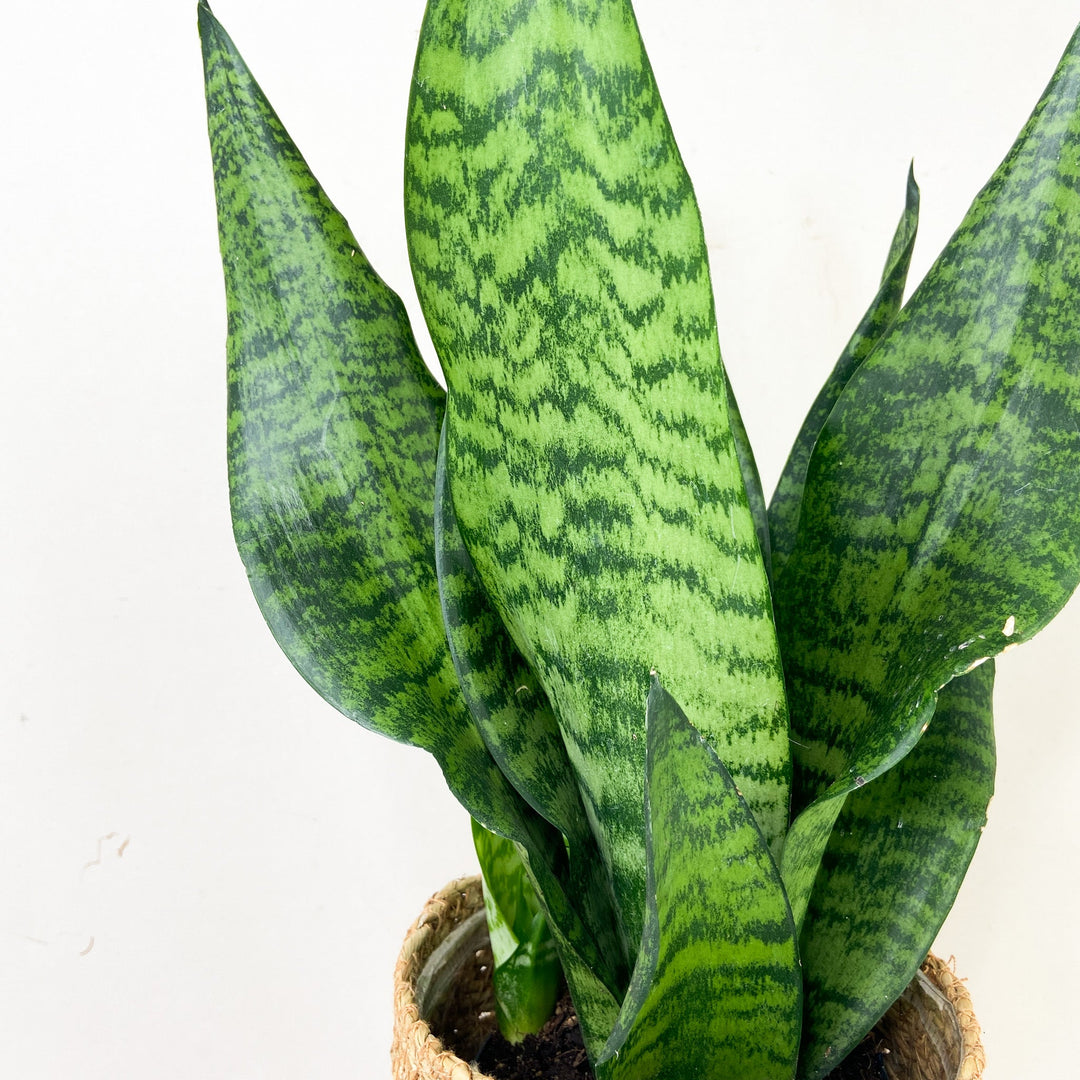 Sansevieria Laurentii (Bogenhanf) Foliage Dreams