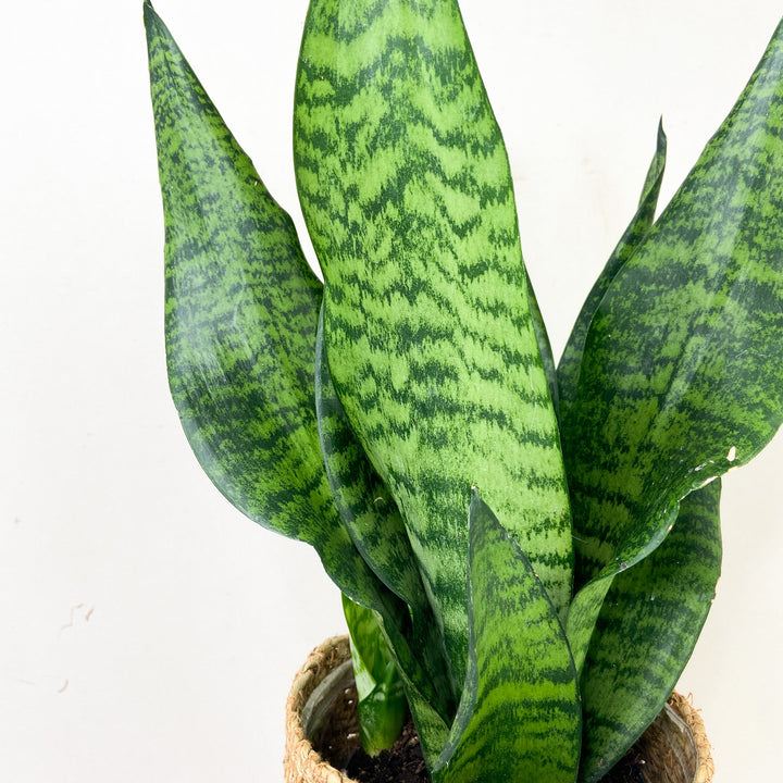 Sansevieria Laurentii (Bogenhanf) Foliage Dreams
