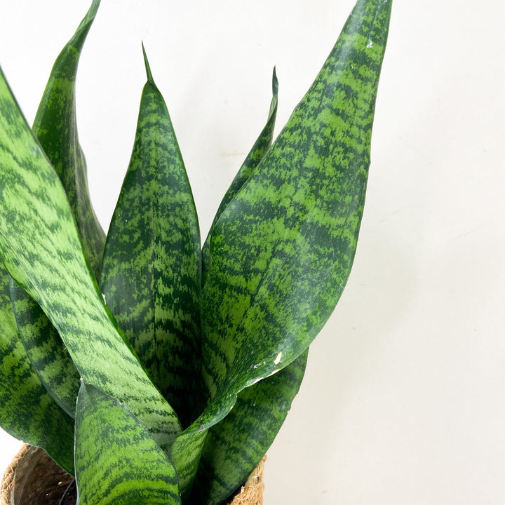 Sansevieria Laurentii (Bogenhanf) Foliage Dreams