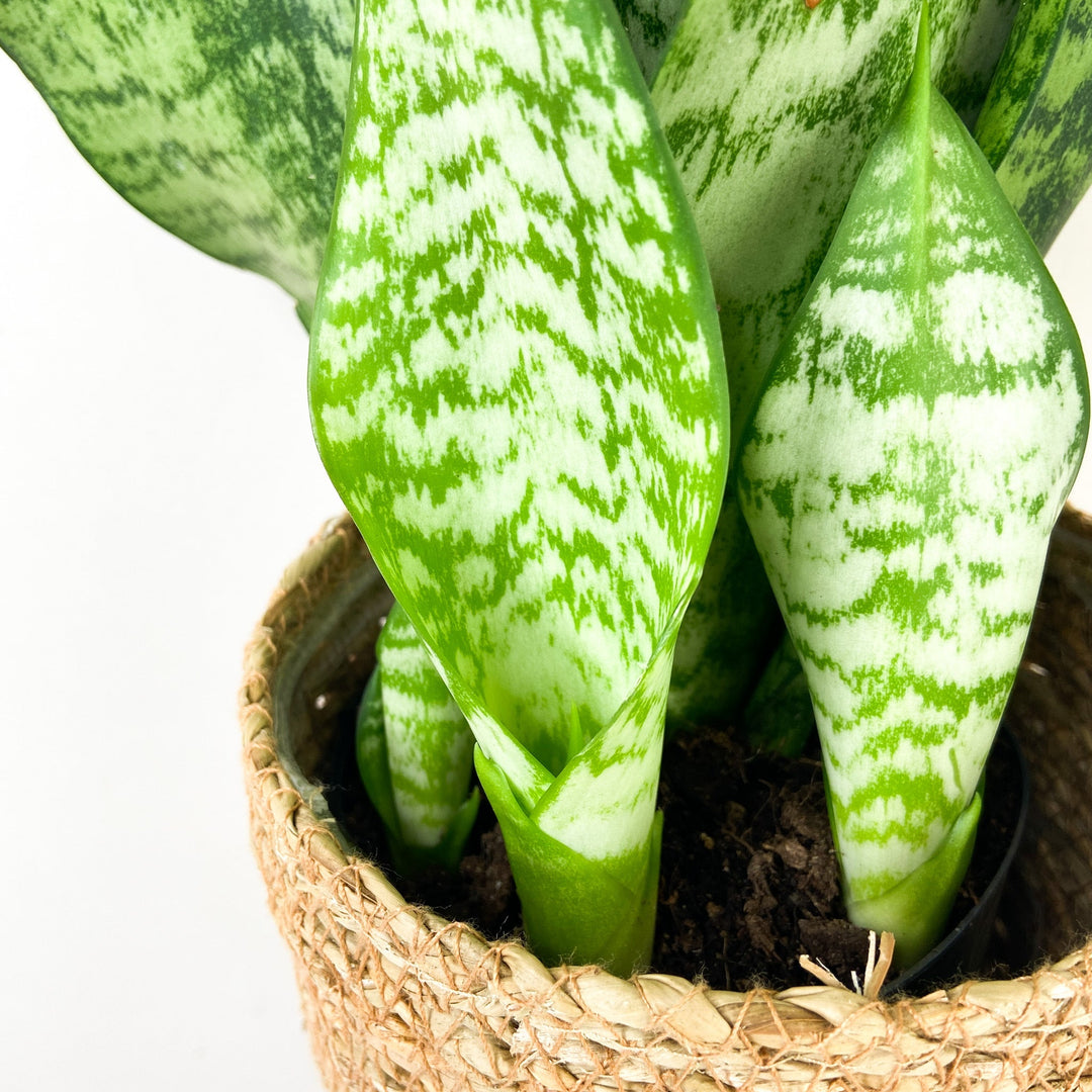Sansevieria Laurentii (Bogenhanf) Foliage Dreams