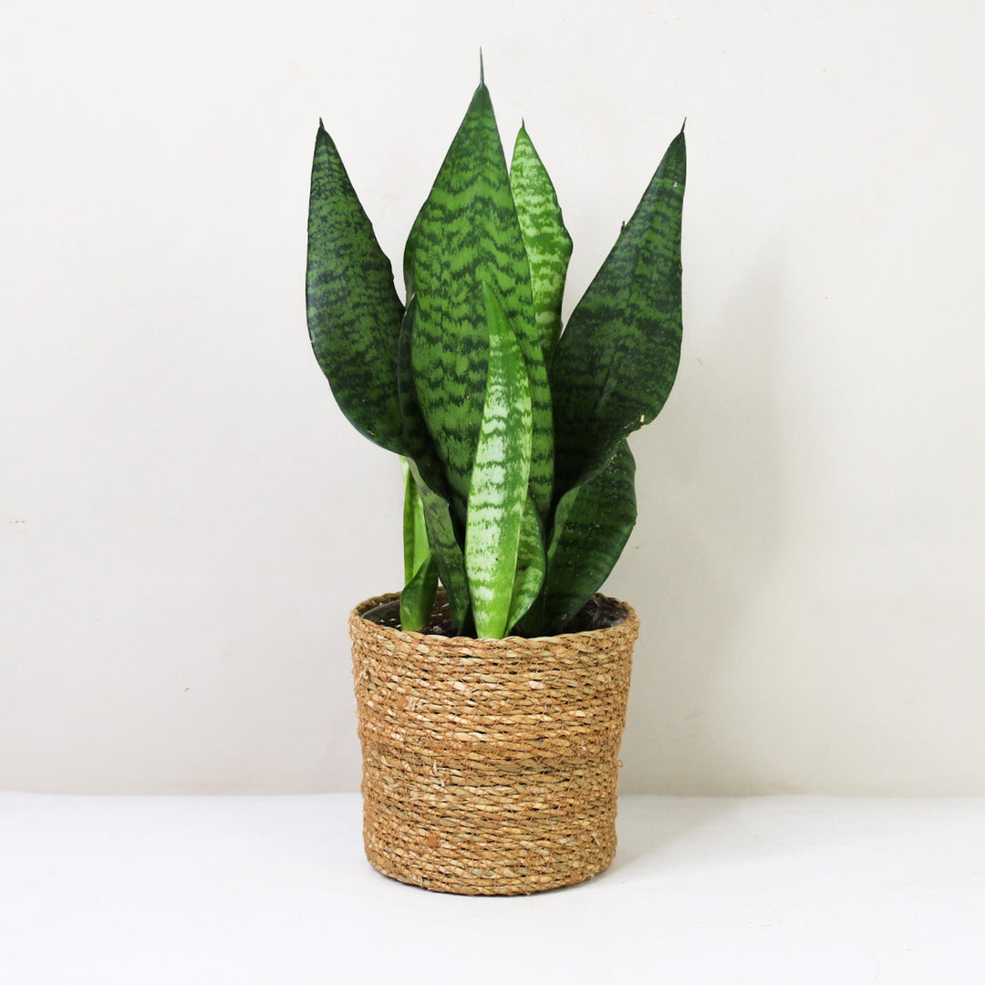 Sansevieria Laurentii (Bogenhanf) M / Korb braun Foliage Dreams