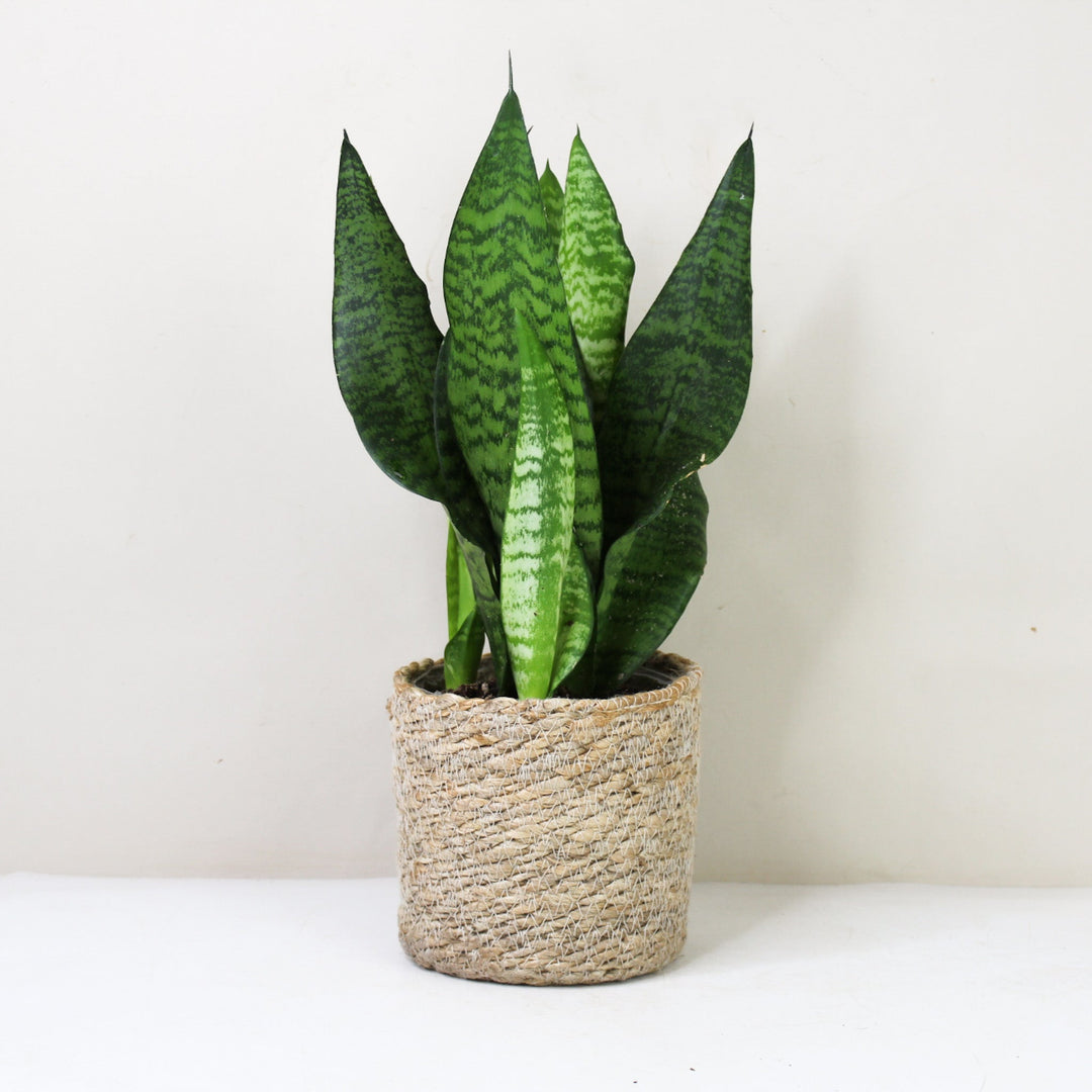 Sansevieria Laurentii (Bogenhanf) M / Korb creme Foliage Dreams