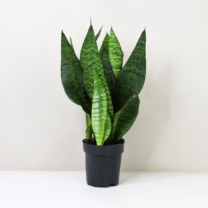 Sansevieria Laurentii (Bogenhanf) M / ohne Übertopf Foliage Dreams
