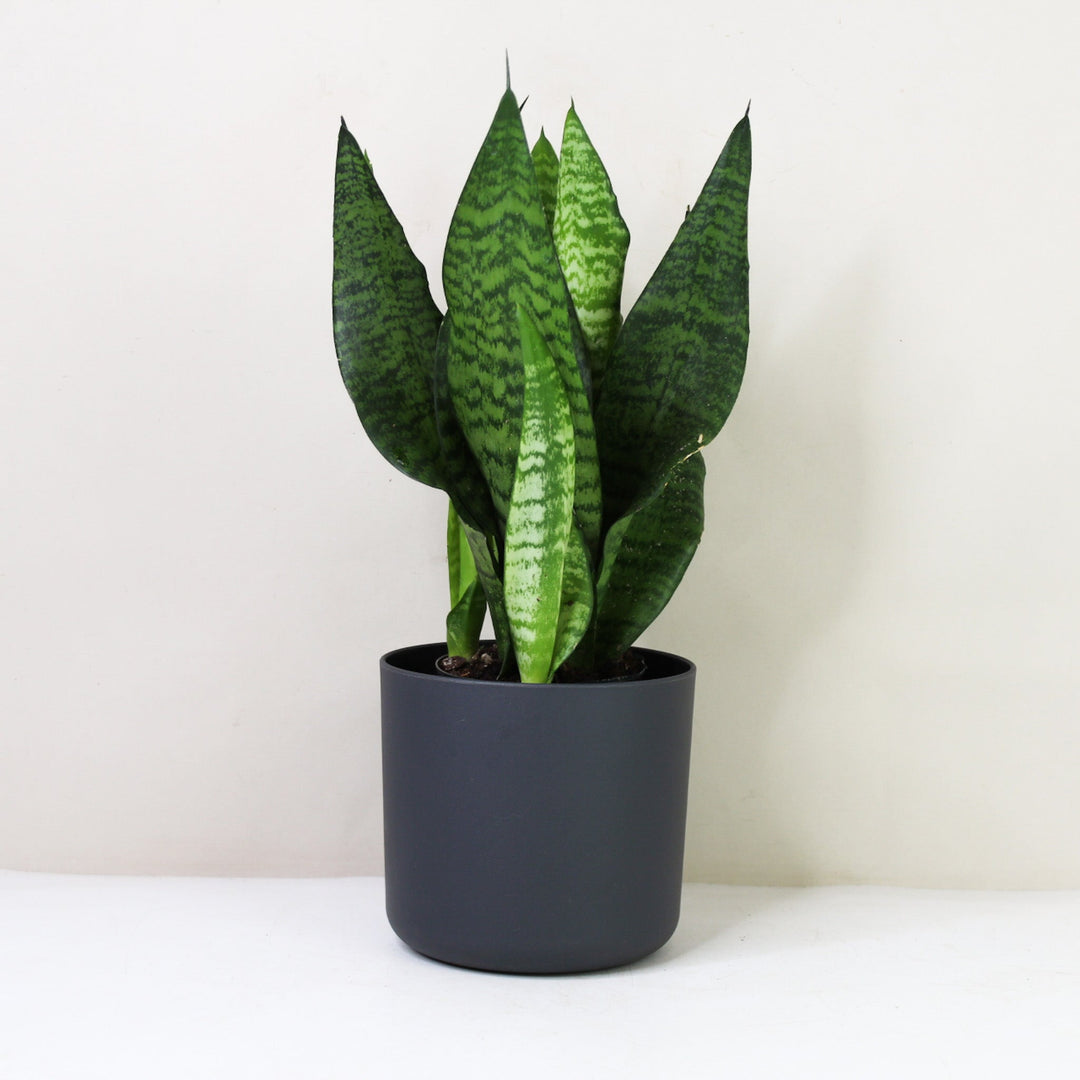 Sansevieria Laurentii (Bogenhanf) M / Topf anthrazit Foliage Dreams