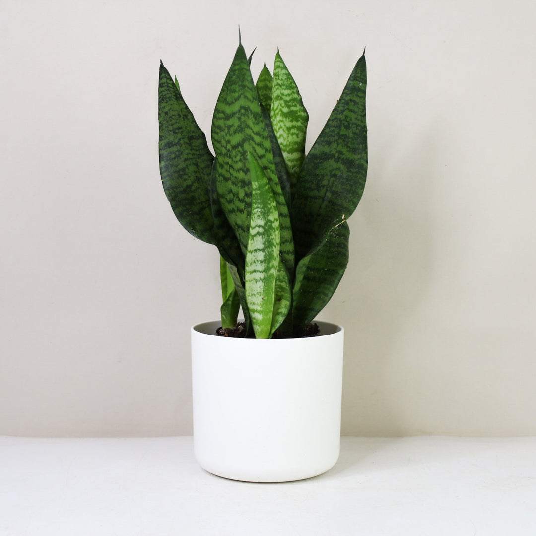 Sansevieria Laurentii (Bogenhanf) M / Topf weiß Foliage Dreams
