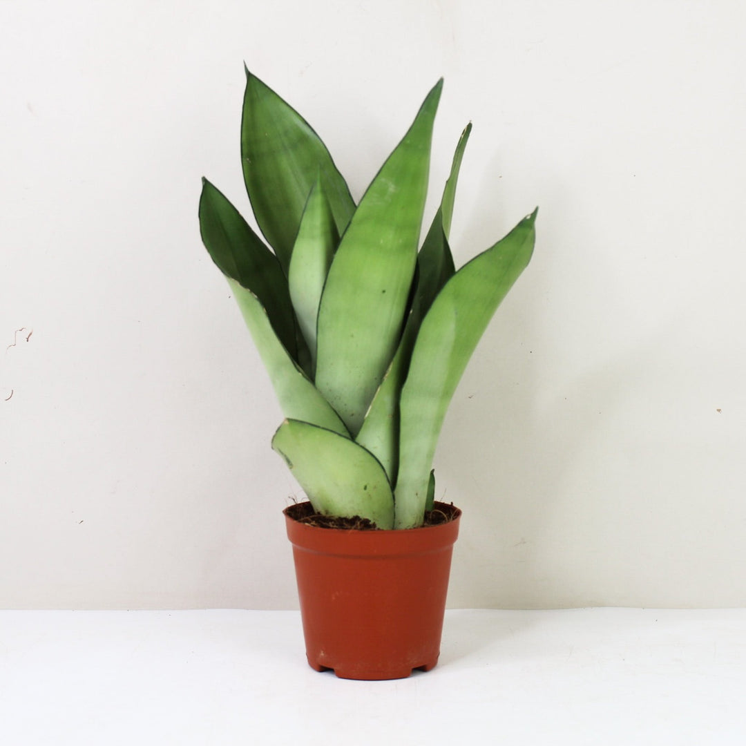 Sansevieria Moonshine (Bogenhanf) M / kein Übertopf Foliage Dreams