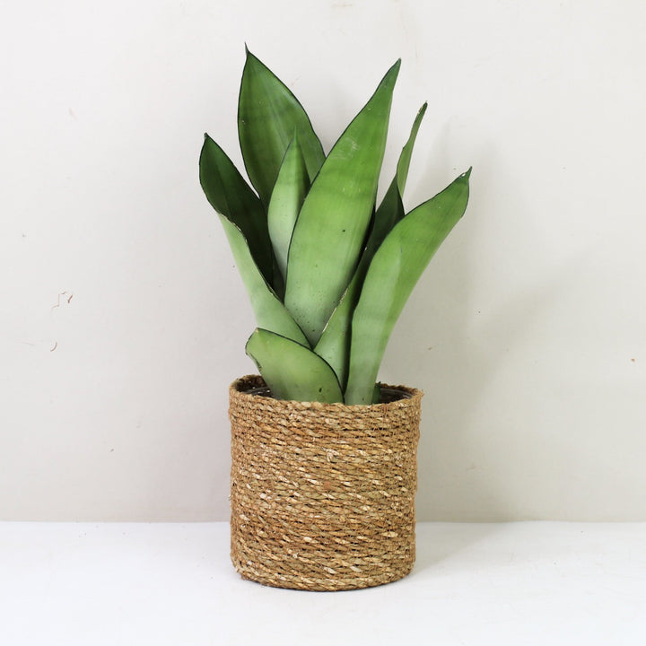 Sansevieria Moonshine (Bogenhanf) M / Korb braun Foliage Dreams
