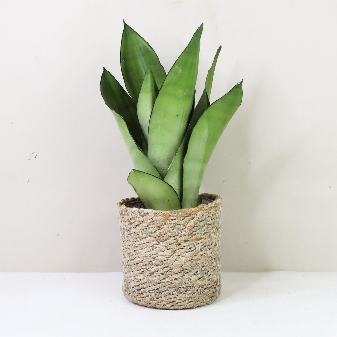 Sansevieria Moonshine (Bogenhanf) M / Korb creme Foliage Dreams
