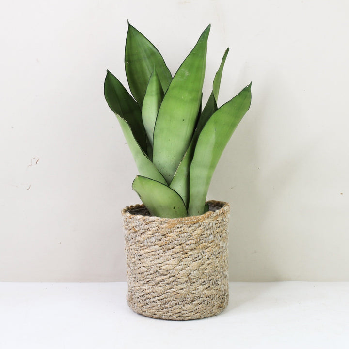 Sansevieria Moonshine (Bogenhanf) M / Korb creme Foliage Dreams