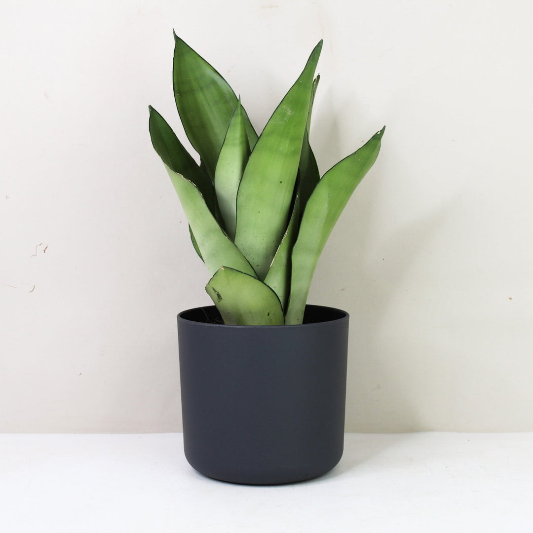 Sansevieria Moonshine (Bogenhanf) M / Topf anthrazit Foliage Dreams