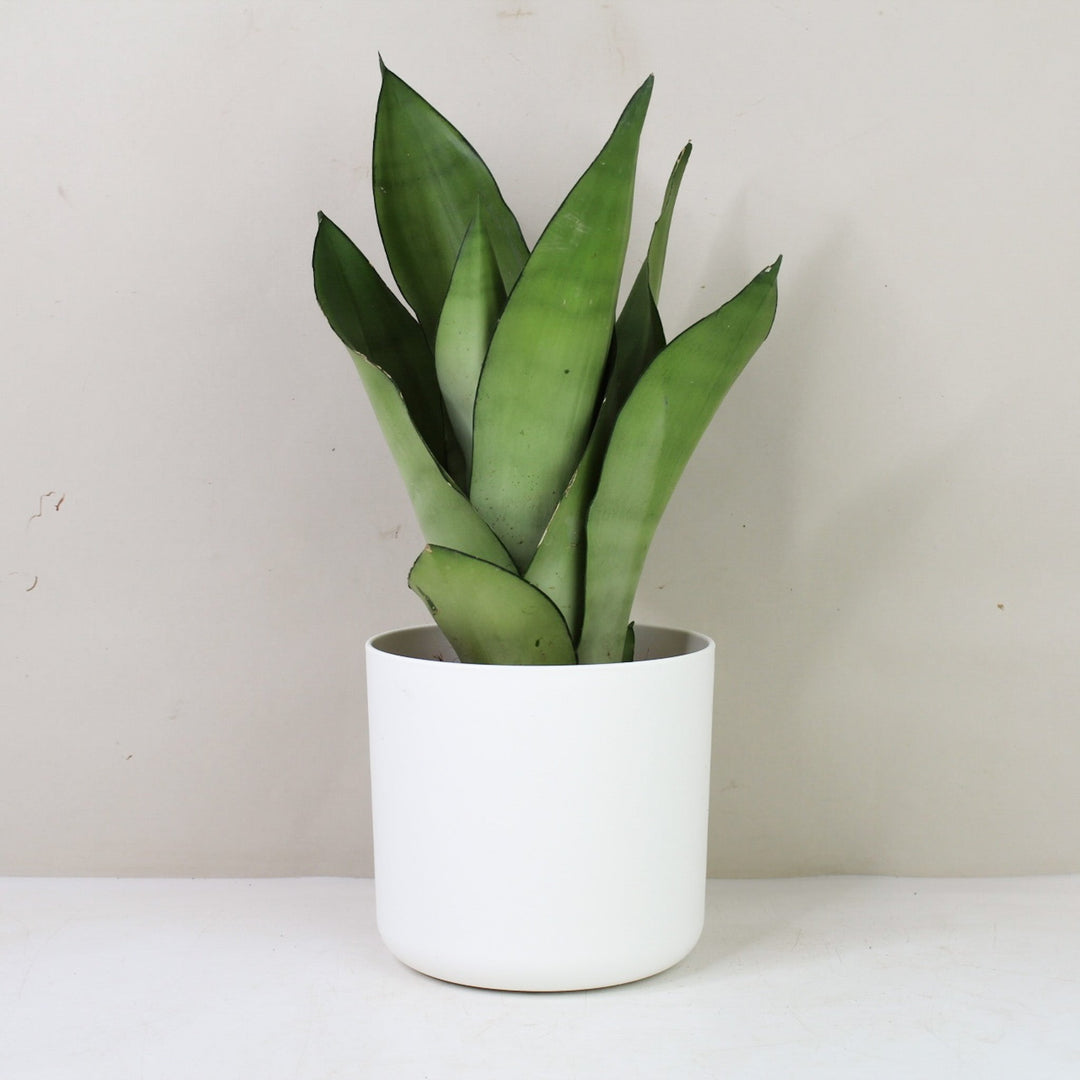 Sansevieria Moonshine (Bogenhanf) M / Topf weiß Foliage Dreams