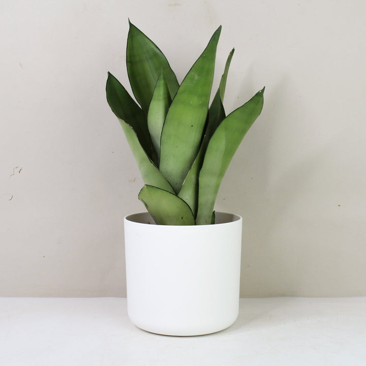 Sansevieria Moonshine (Bogenhanf) M / Topf weiß Foliage Dreams