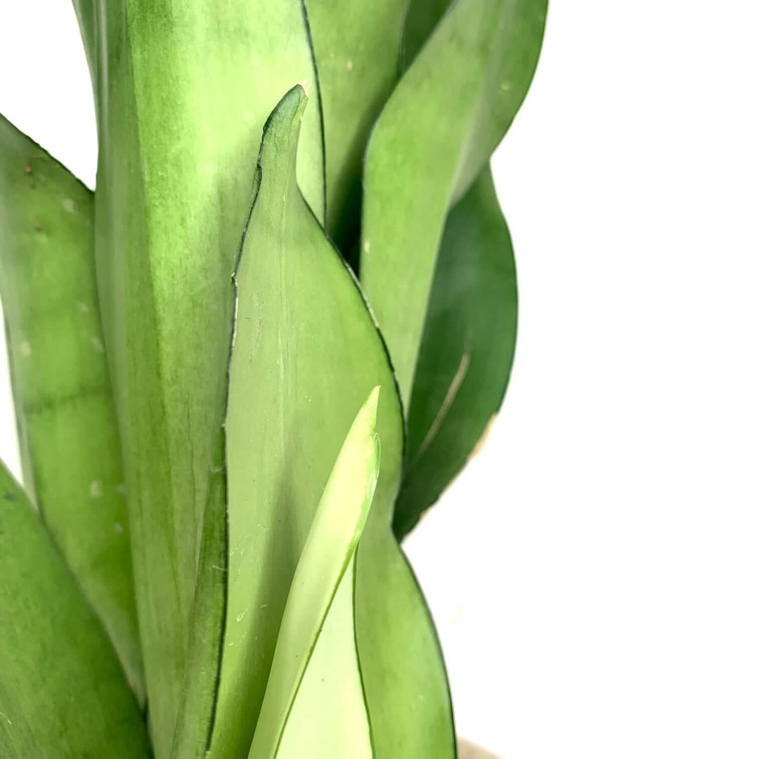 Sansevieria moonshine Foliage Dreams