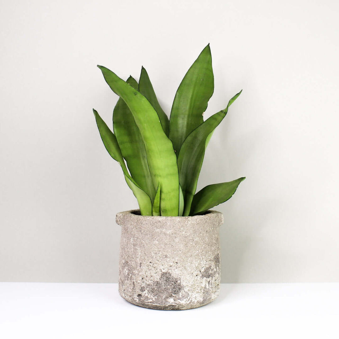 Sansevieria moonshine Foliage Dreams