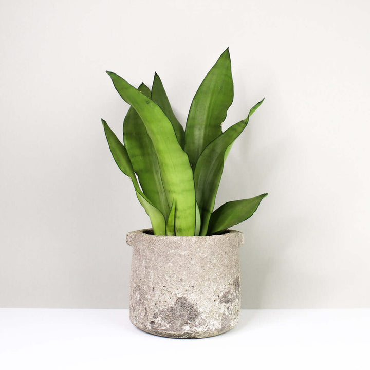 Sansevieria moonshine Foliage Dreams