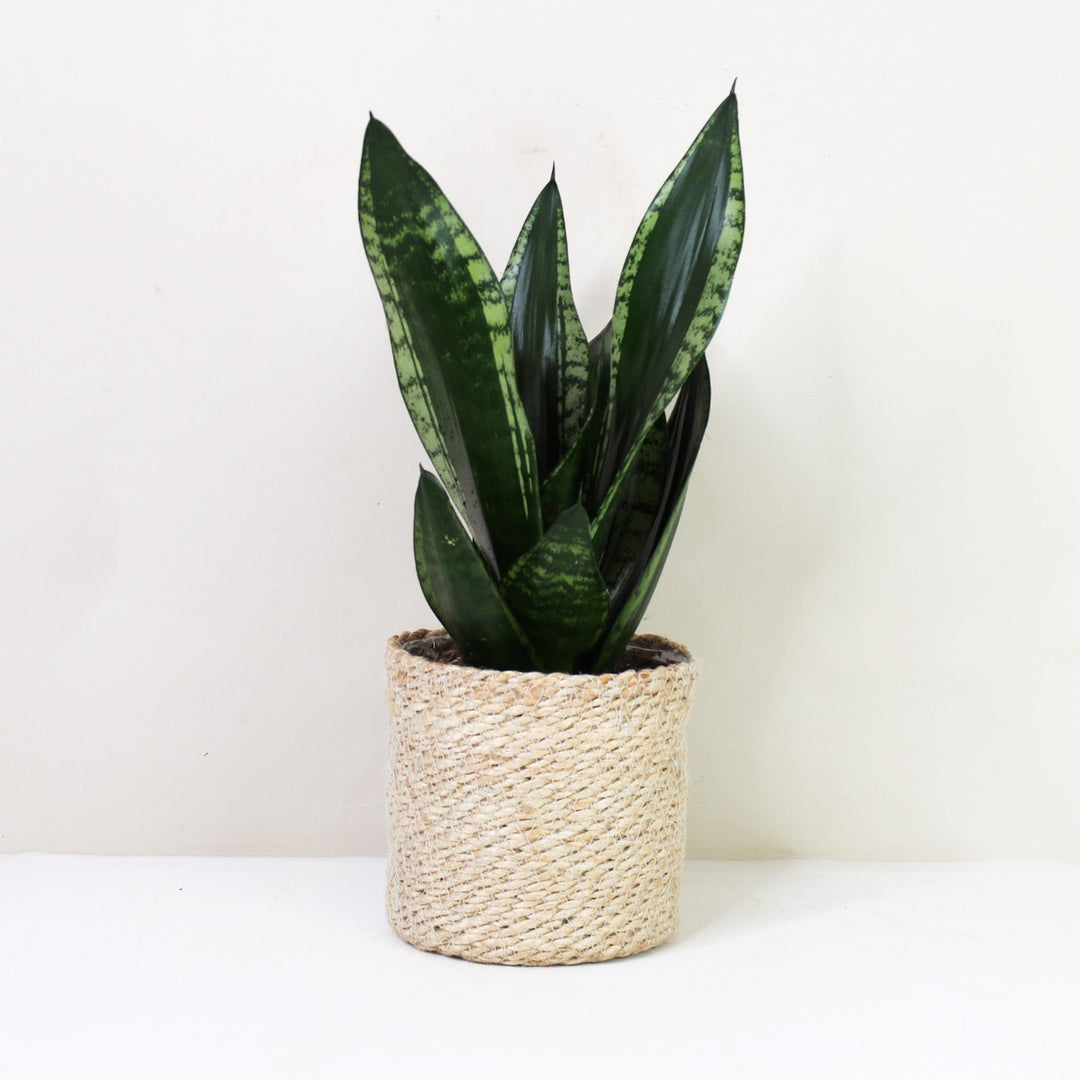 Sansevieria Trifasciata 'Grey Stripe' (Bogenhanf) M / Korb creme Foliage Dreams