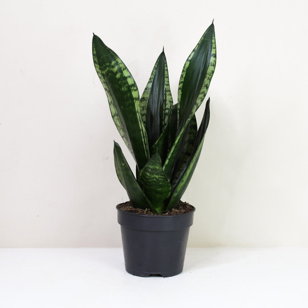 Sansevieria Trifasciata 'Grey Stripe' (Bogenhanf) M / Ohne Übertopf Foliage Dreams