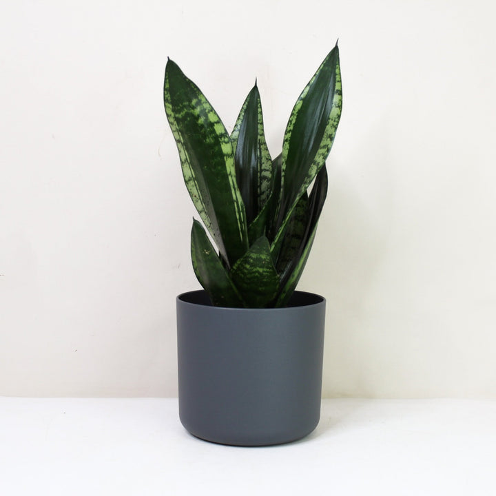Sansevieria Trifasciata 'Grey Stripe' (Bogenhanf) M / Topf anthrazit Foliage Dreams