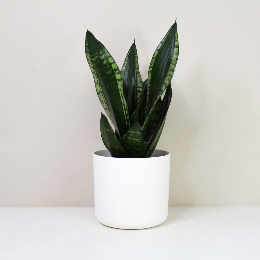 Sansevieria Trifasciata 'Grey Stripe' (Bogenhanf) M / Topf weiß Foliage Dreams