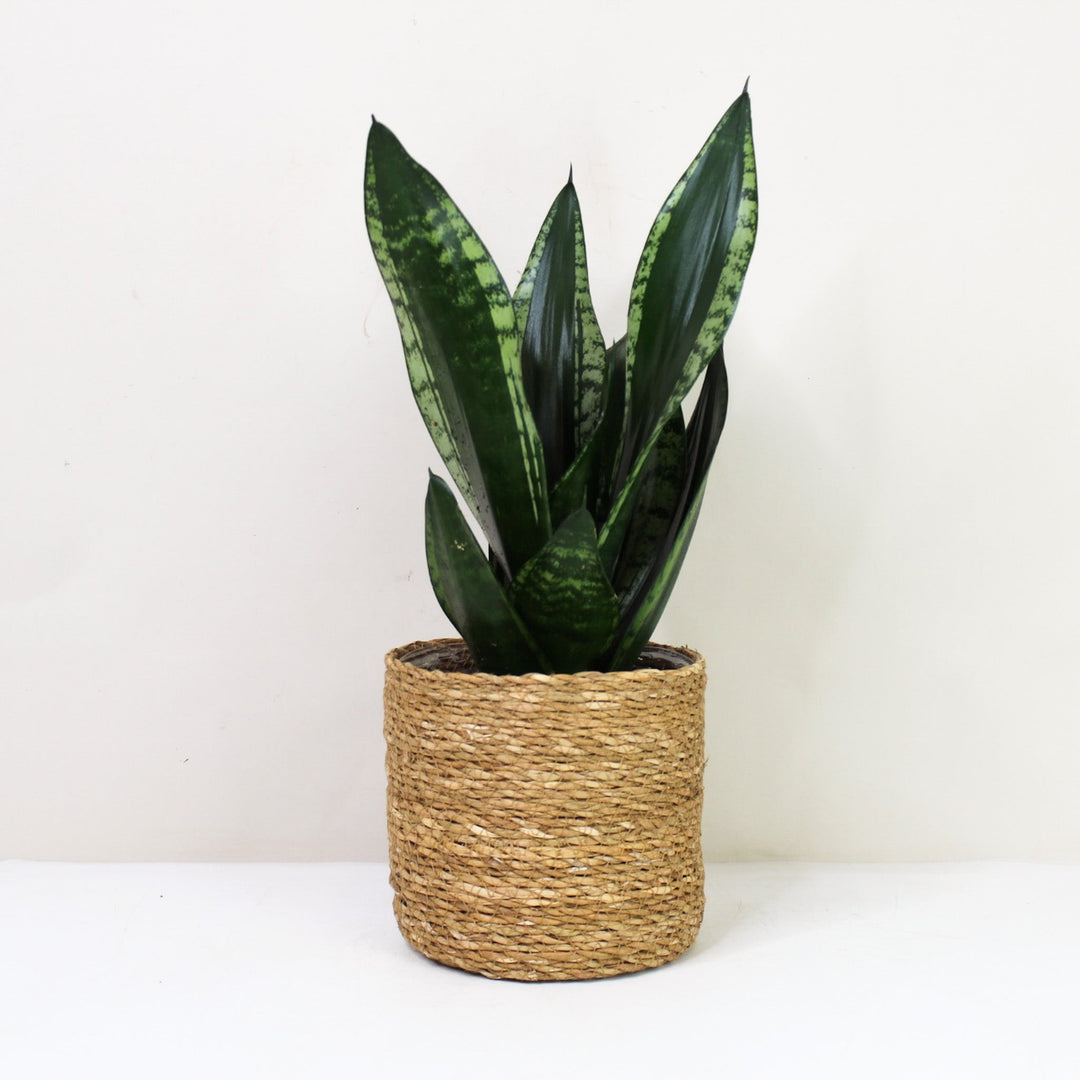Sansevieria Trifasciata 'Grey Stripe' (Bogenhanf) Foliage Dreams