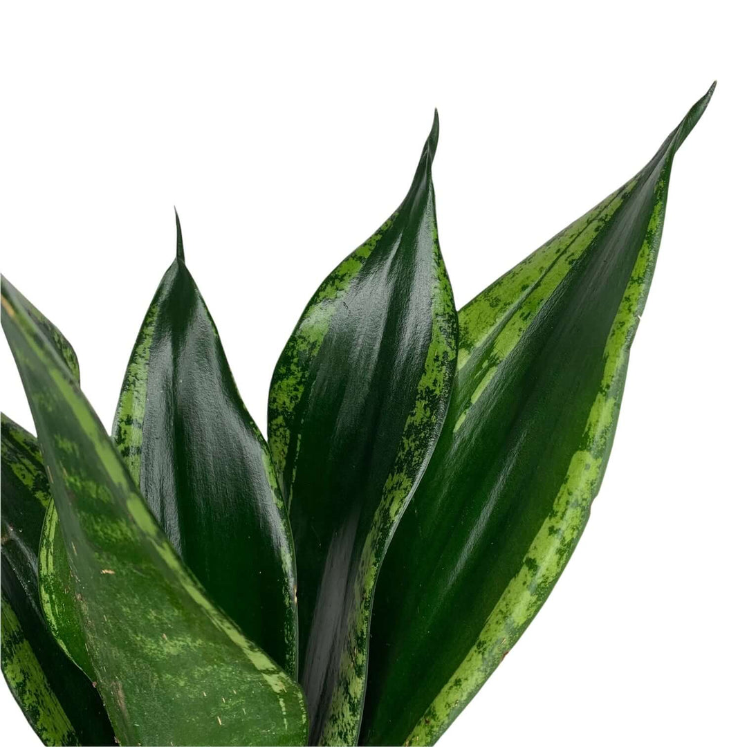 Sansevieria trifasciata 'grey stripe' Foliage Dreams