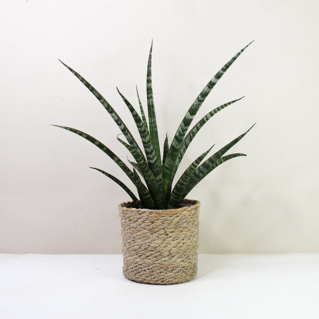 Sansevieria Trifasciata Megan Foliage Dreams